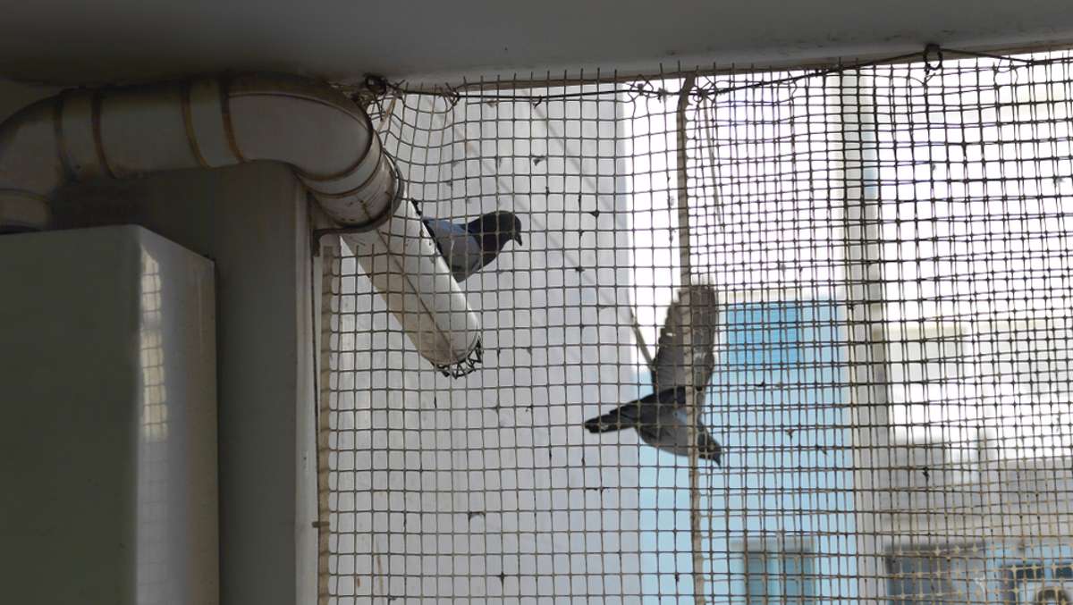 Vorschaubild zum Artikel Vögel und Tauben vom Balkon fernhalten