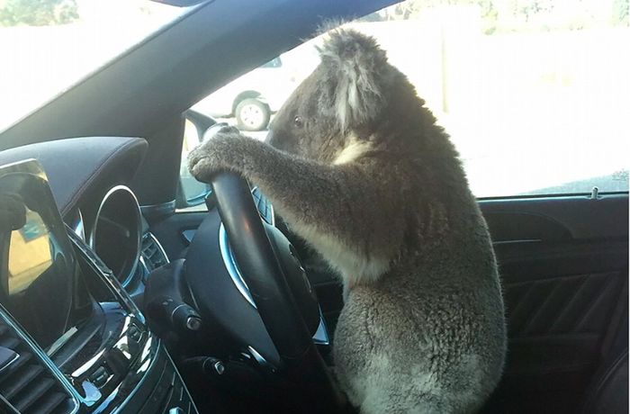 Koala am Steuer –  Beuteltier löst Massenkarambolage aus