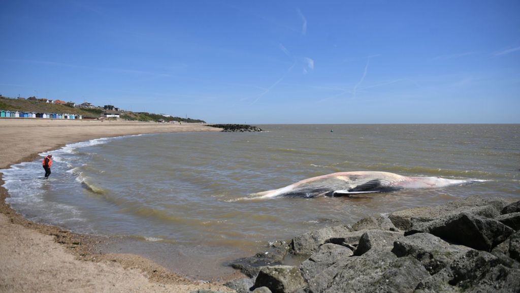 An englischer Nordseeküste: Mehr als zwölf Meter lang Walkadaver angespült