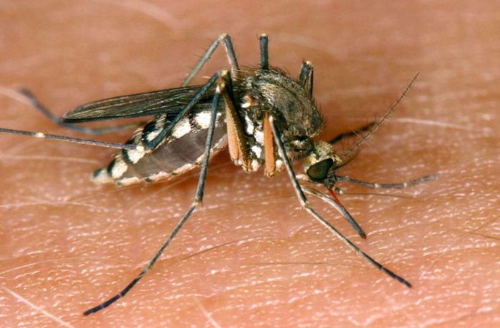 Diese exotischen Stechmücken übertragen Krankheiten