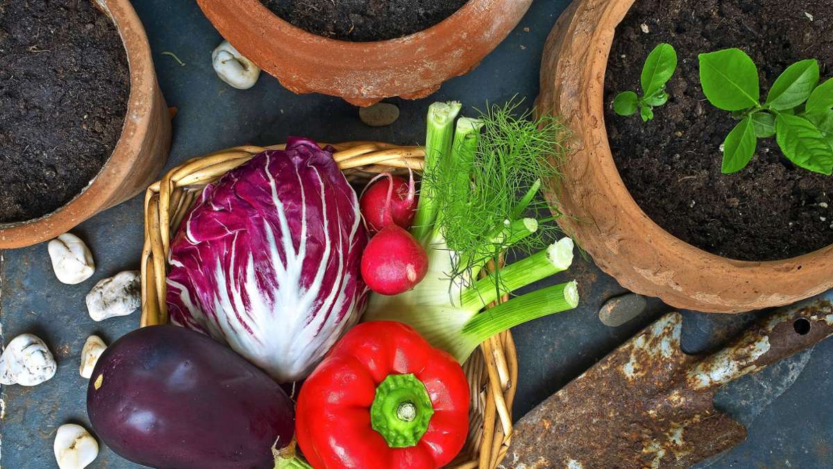 Gemüseanbau auf dem Balkon: „Anfänger sollten mit Radieschen anfangen“