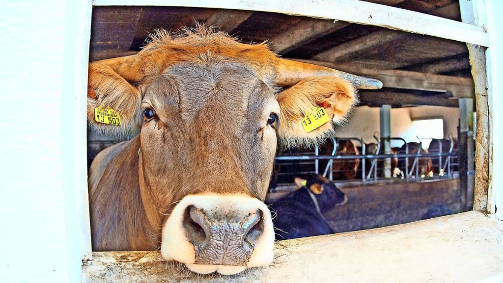 Kreis Göppingen: Urteil gegen Bauer wegen toter Kuh