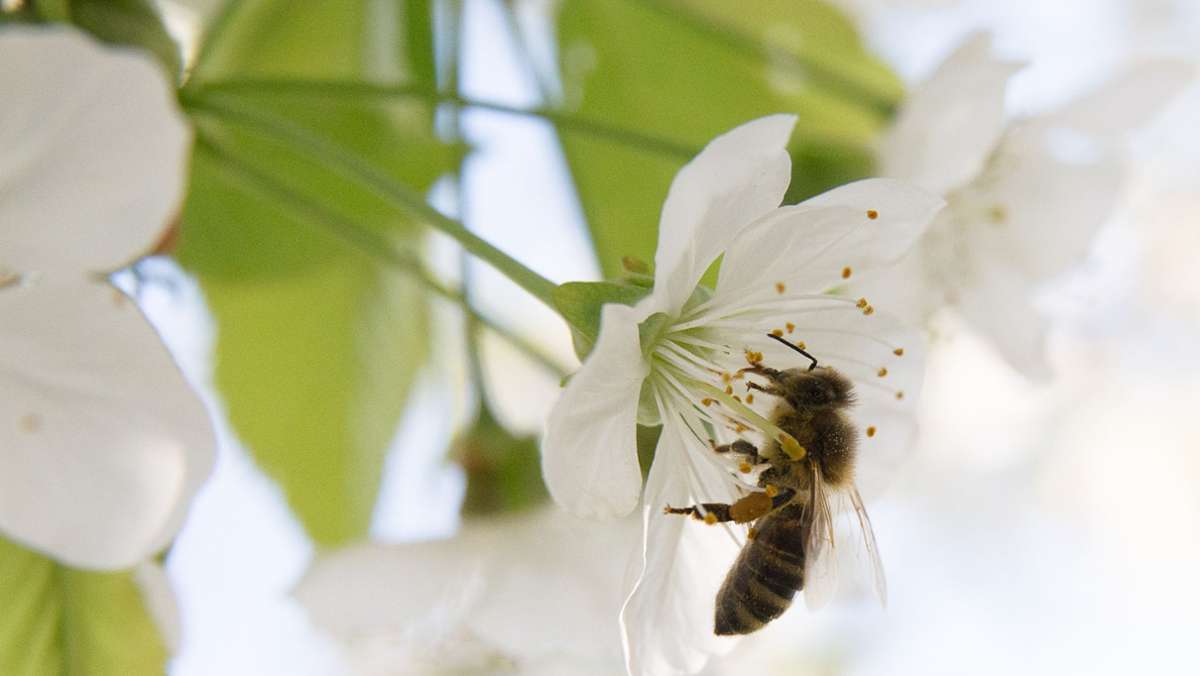 Bienen und Wetter: Ein schwieriger Flug zu wenig Nektar