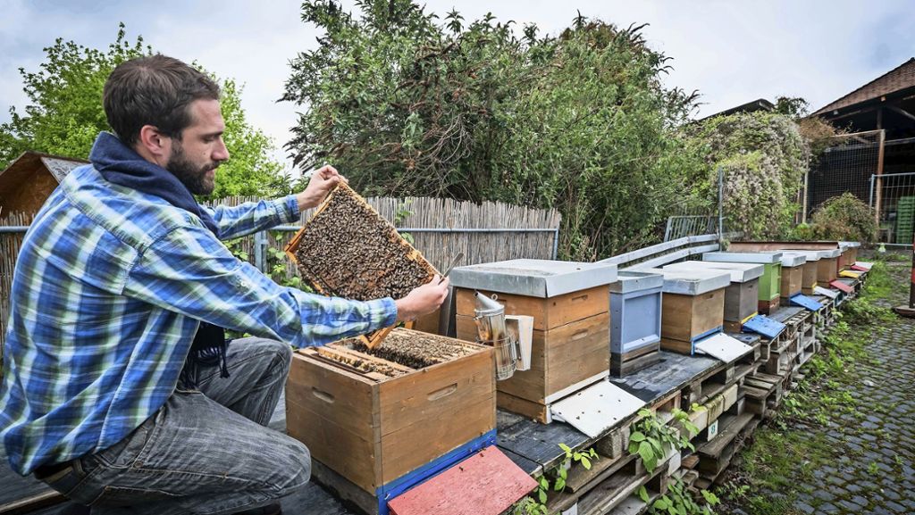Bienentag an der Kulturinsel in Stuttgart: Bienen fühlen sich in der Stadt  ganz wohl
