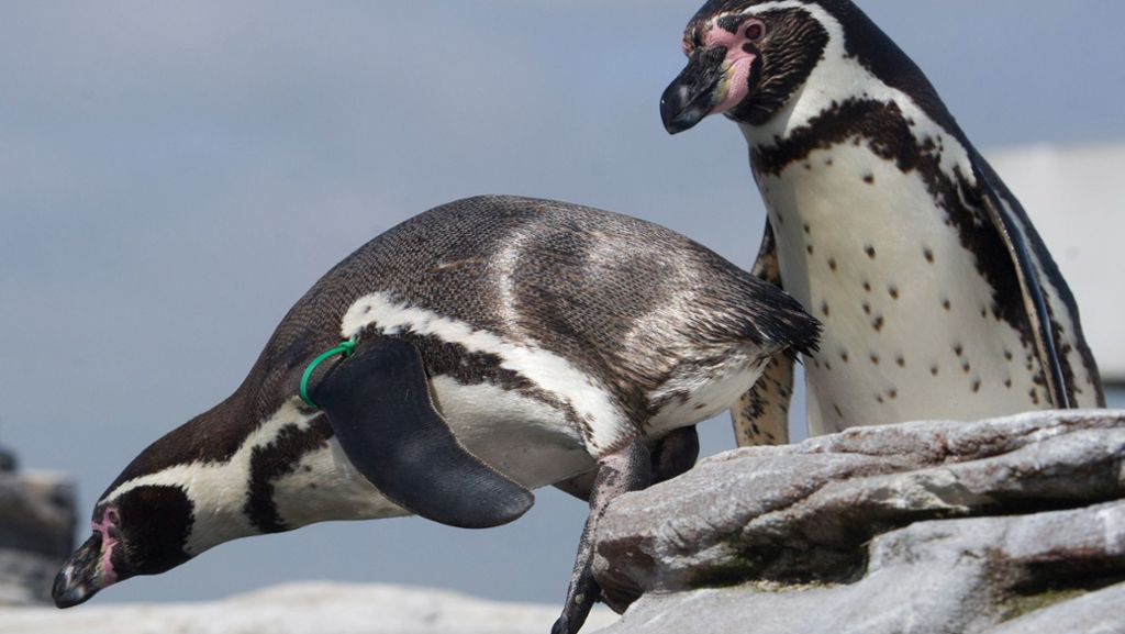  Weil das „Shedd-Aquarium“ in Chicago wegen des Coronavirus für Besucher schließen musste, dürfen die Pinguine dort derzeit auf Entdeckungstour gehen. Dort begegnen sie nicht nur fremden Tieren. 