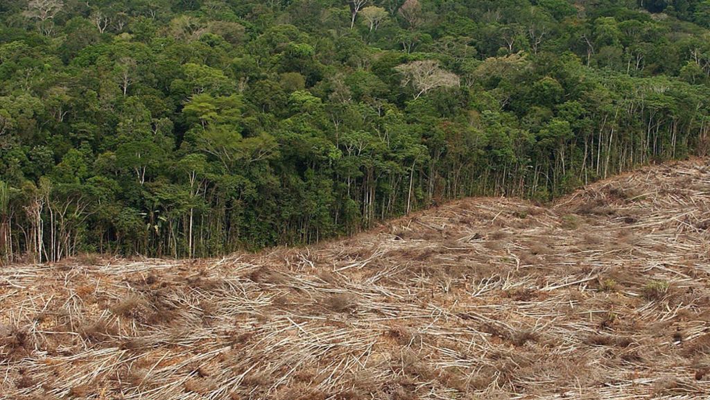 Waldrodung weltweit: Wer schützt die Bäume?