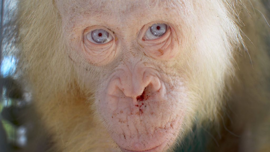 In den Dschungel von Borneo: Weiße Orang-Utan-Dame darf zurück in Freiheit