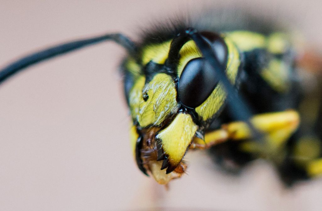 Wespen: Größe: 10 bis 20 Millimeter: Aussehen: gelb-schwarz gestreift, nicht oder kaum beharrt; Nahrung: Nektar, Früchte Insekten.