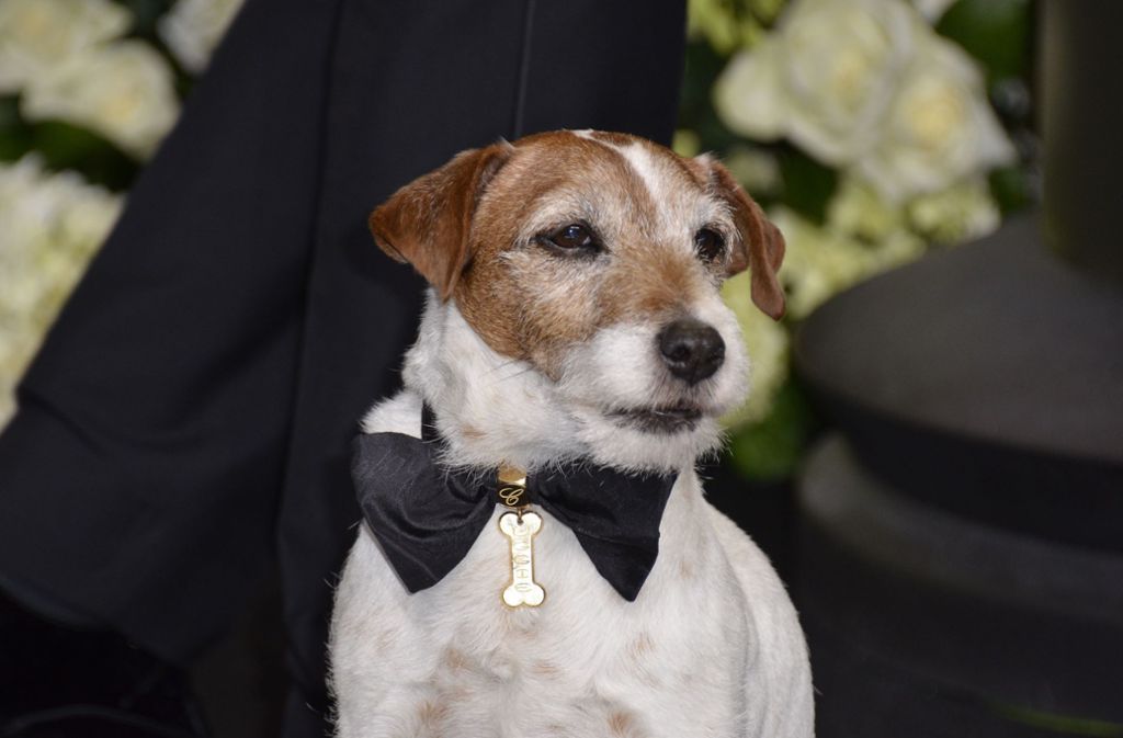 Jack-Russell-Terrier Uggie wurde durch seine Rolle in „The Artist“ bekannt.