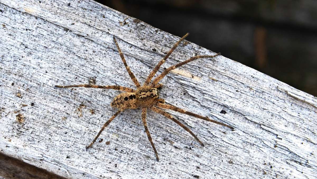 Tik-Tokerin aus Winnenden geht viral: Wenn die Nosferatu-Spinne Todesangst auslöst
