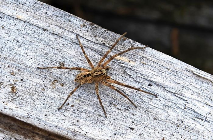 Tik-Tokerin aus Winnenden geht viral: Wenn die Nosferatu-Spinne Todesangst auslöst
