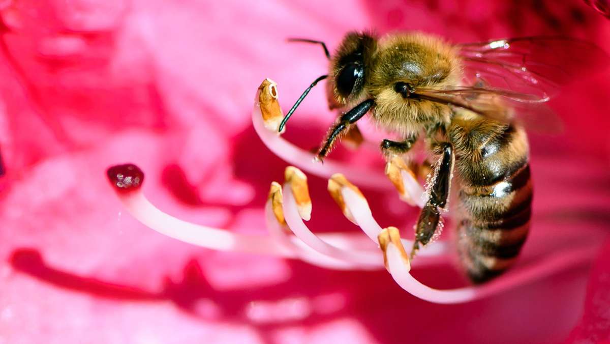  Um den Nektar für 500 Gramm Honig zu sammeln,muss ein Bienenvolk rund 120 000 Kilometer an Flugstrecke zurücklegen. Das entspricht drei Runden um den Äquator. Doch das kalte und nasse Frühjahr beeinträchtigt die Futtersuche und Honigernte. 