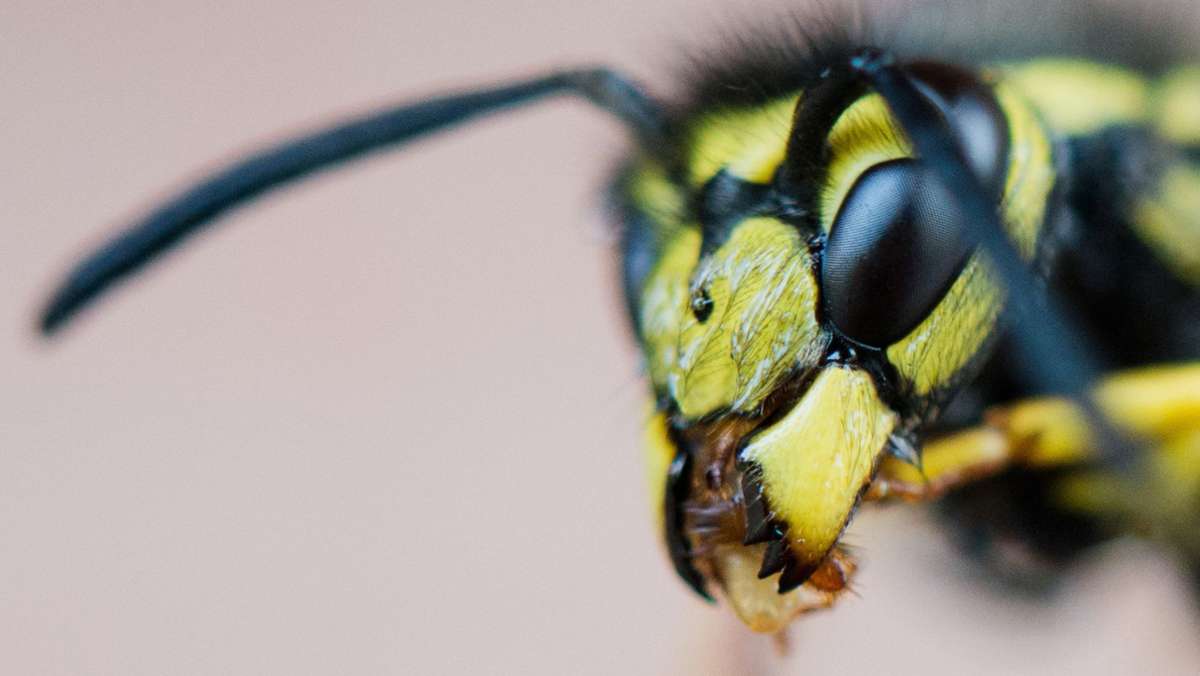 Rems-Murr-Kreis: Zwei Unfälle durch Wespen ausgelöst