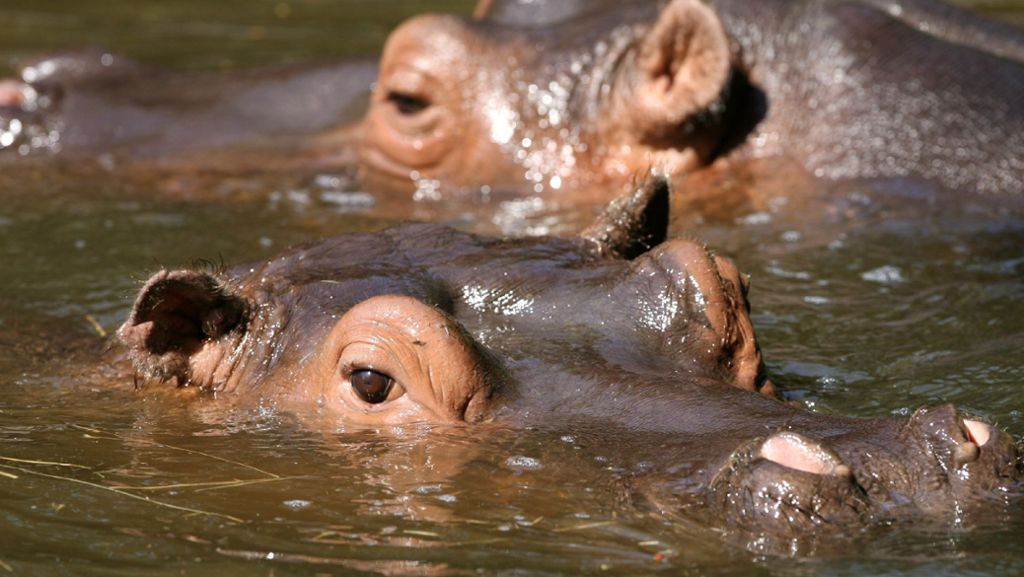 Pablo Escobar: Flusspferde von Drogenbaron machen Anwohnern Angst