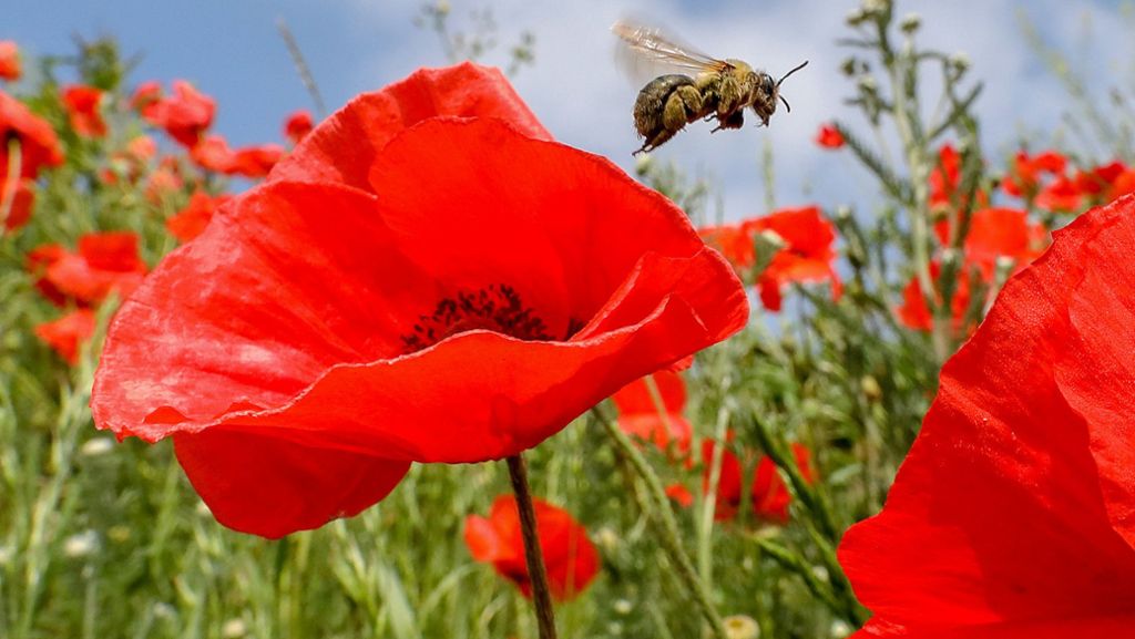 Baden-Württemberg: Studie belegt massives Insektensterben im Südwesten