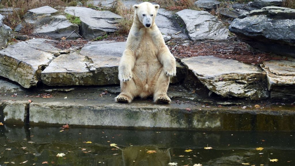Berliner Tierpark: Eisbär-Zwillinge noch nicht über den Berg