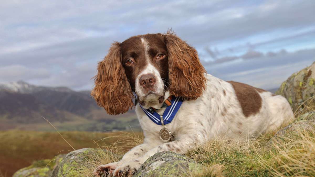 Britisches Königshaus gratuliert: Therapiehund in England bekommt hohe Tierauszeichnung