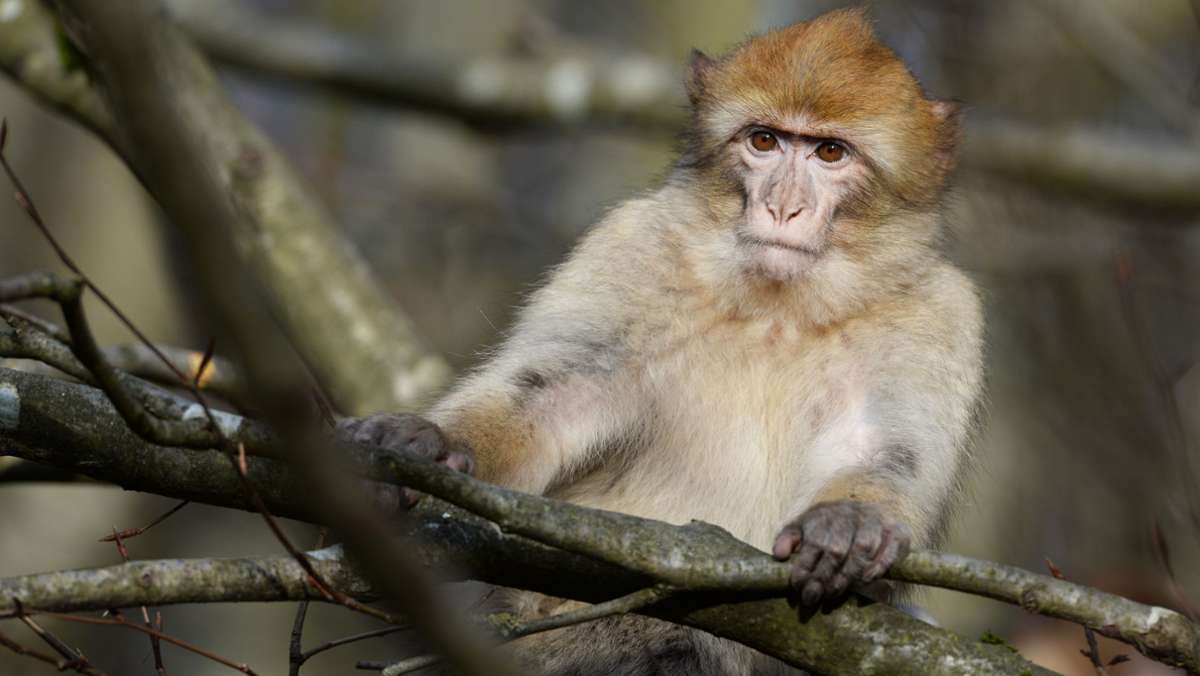 Tierpark in Löffingen: Ausgebüxte Affen machen Bundesstraße in Südbaden unsicher
