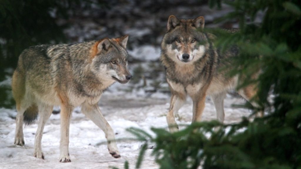 Biologie: Die Widerstände gegen den Wolf wachsen