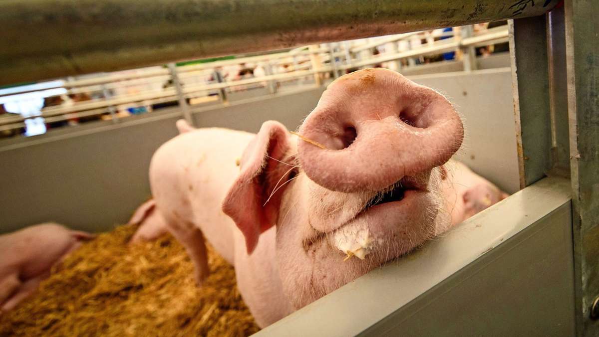  Am nächsten Freitag entscheidet der Bundesrat über einen Antrag aus Baden-Württemberg. Die Krise der Schweinehalter dauert an. 