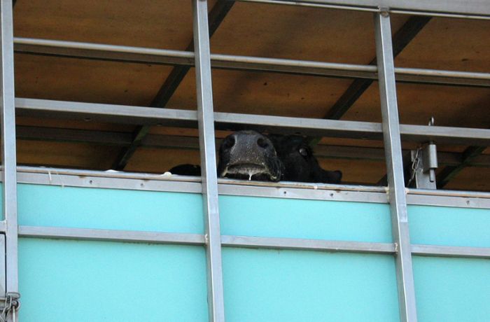Kühe verursachen Unfall und fliehen aus Transporter