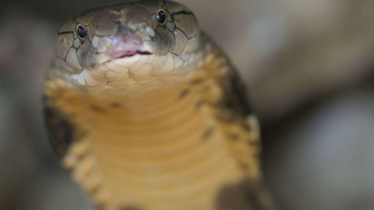 Vorfall in Indien: Junge beißt laut Medienbericht giftige Kobra tot