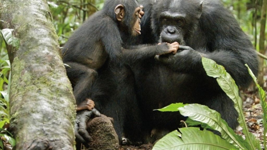 Kinofilm „Schimpansen“: Das wahre Ende des kleinen Oskar