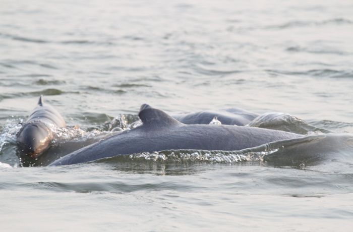 49 Delfine verenden am Strand