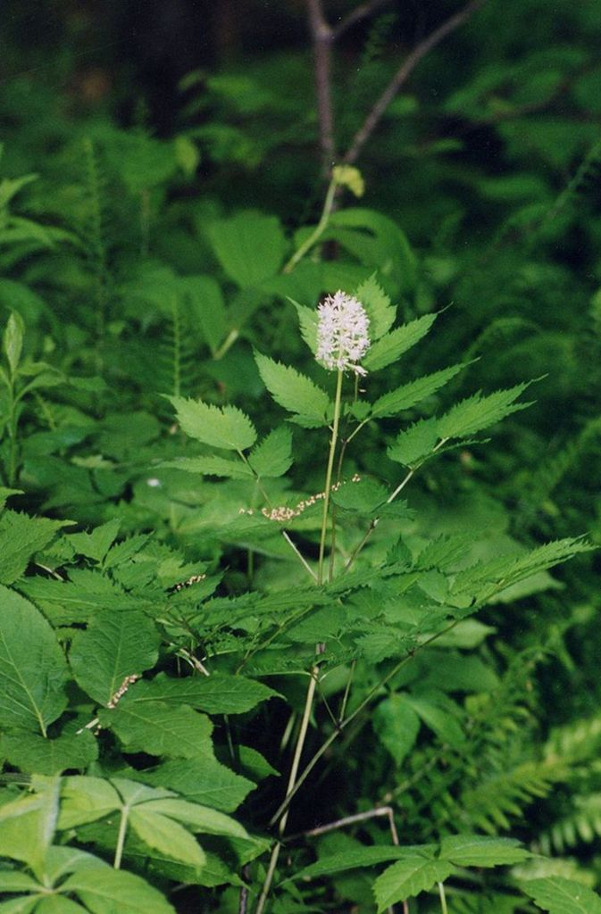 Weißfrüchtiges Christophskraut (Actaea pachypoda): Diese in Nordamerika beheimatete Pflanze wird auch „Doll’s Eyes“ (Puppenaugen) genannt wegen ihrer weißen, mit schwarzem Punkt versehenen Früchten. Für Vögel sind die Beeren ungefährlich, der Verzehr durch den Menschen führt zu einer Lähmung des Herzmuskels und zum Herzstillstand.