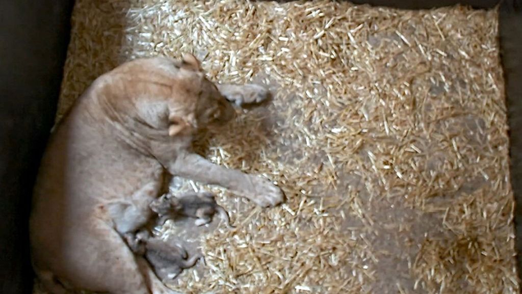Schock im Zoo Leipzig: Löwenmutter frisst ihre Babys vollständig auf