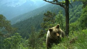 Kritik an Gesetz zur Tötung von Bären im Trentino