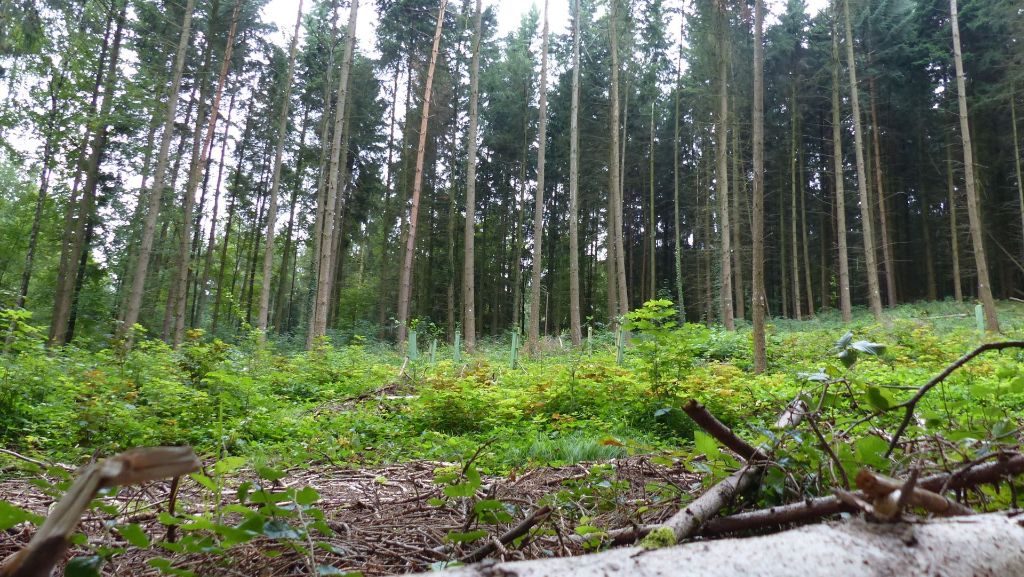 Insekt  in Fellbach: Borkenkäfer nagt am Baum des Jahres