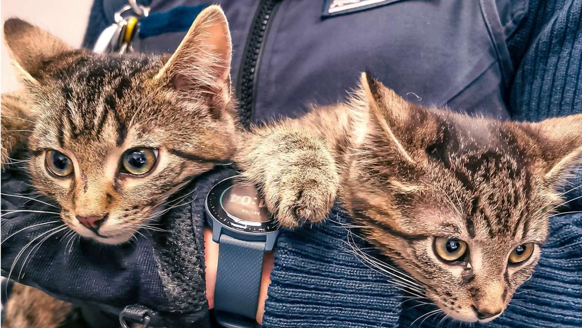 Fund in Stuttgart: Kätzchen wirbeln Polizeirevier auf – Wer kennt den Besitzer?