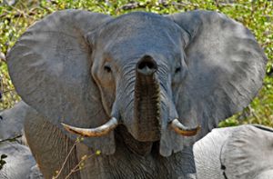 Was die Sinne von Elefanten so besonders macht