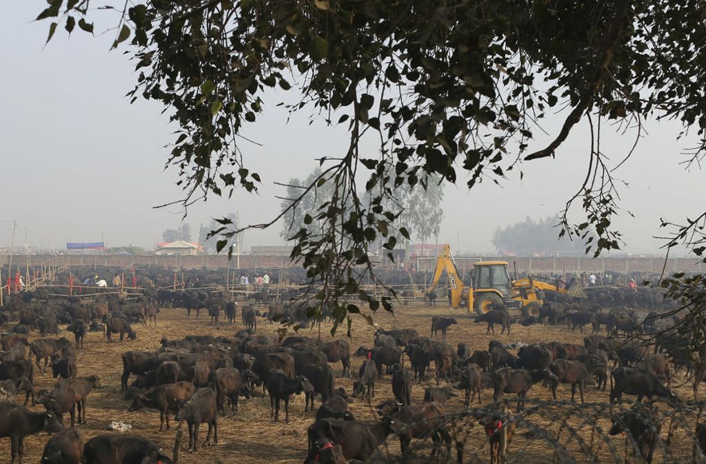 Das Foto zeigt tausende Büffel, die in Bariyarpur auf ihren qualvollen Tod warten.