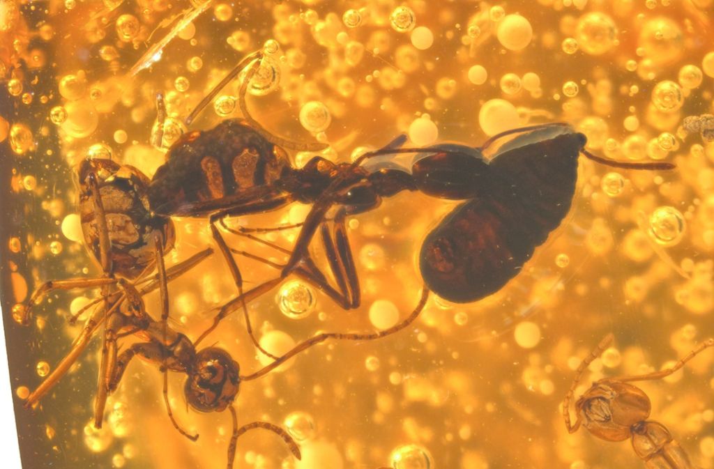 Ameisen-Rettungstransport: Eine der bedeutendsten Inklusensammlungen der Welt befindet sich im Bernsteinkabinett des Naturkundemuseums in Stuttgart. Hier sieht man eine in Bernstein konservierte Ameise, die einen toten Artgenossen wegschleppt.