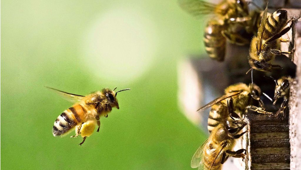 Propolis, Honig und Bienengift: Wie gut wirken Produkte aus dem Bienenstock?