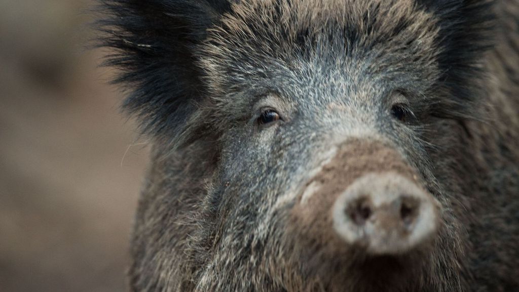 Unfälle in Berglen und Weinstadt: Drei Wildschweine bei Unfällen getötet