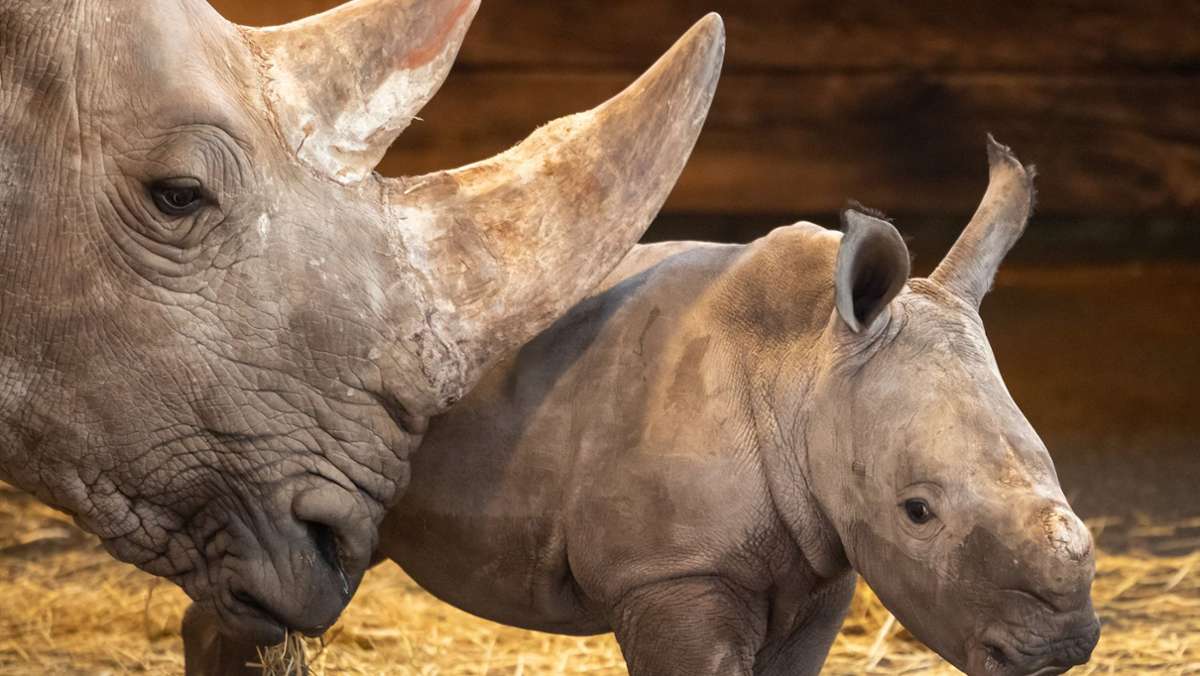 Babytiere in Zoos: Artenschutz oder nicht artgerecht?