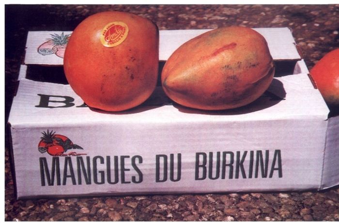 Ab 5. Mai gibt es wieder Mangos aus Burkina Faso