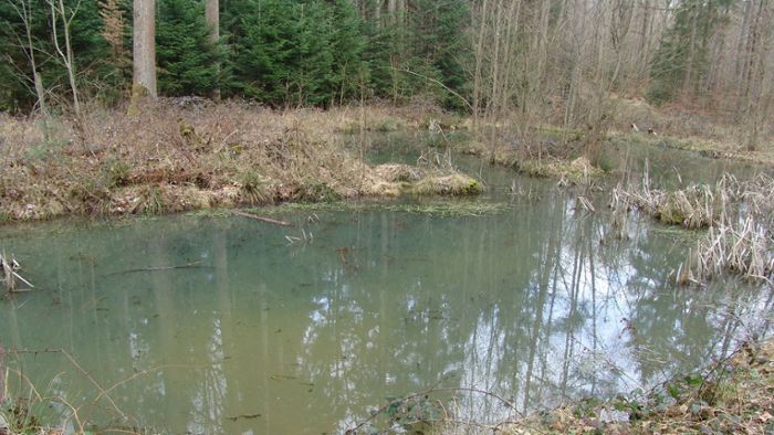 Amphibienschutz in Leinfelden-Echterdingen: Besondere Gewässer am Rand einer historischen Straße