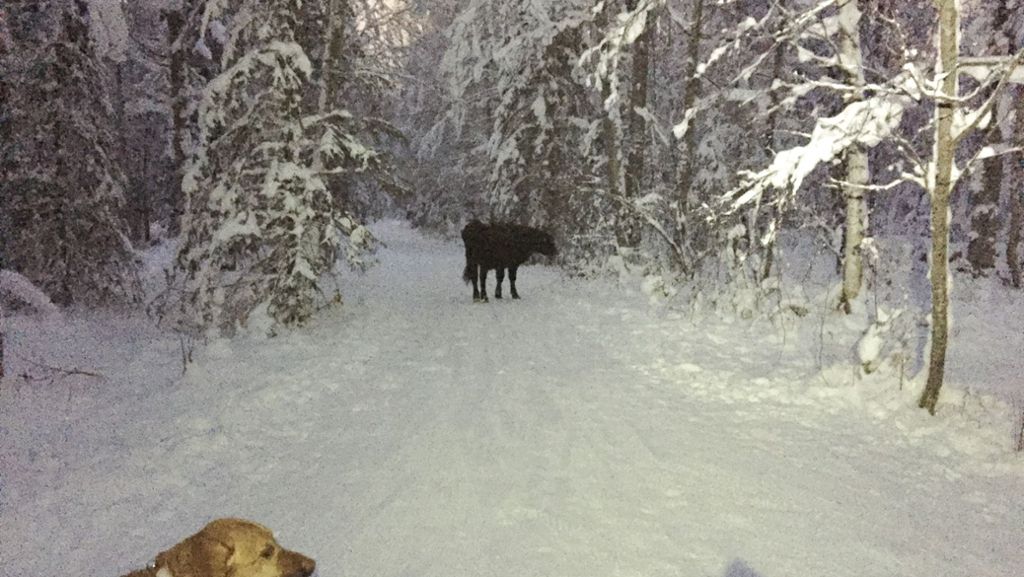 Entlaufene Rodeo-Kuh in Alaska: Betsy . . . verzweifelt gesucht