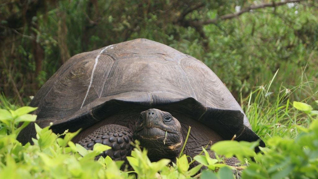  Gute Nachrichten aus Ecuador: Forscher haben eine Riesenschildkröte entdeckt, die bereits als ausgestorben galt. Das Tier lebt auf den Galápagos-Inseln. 