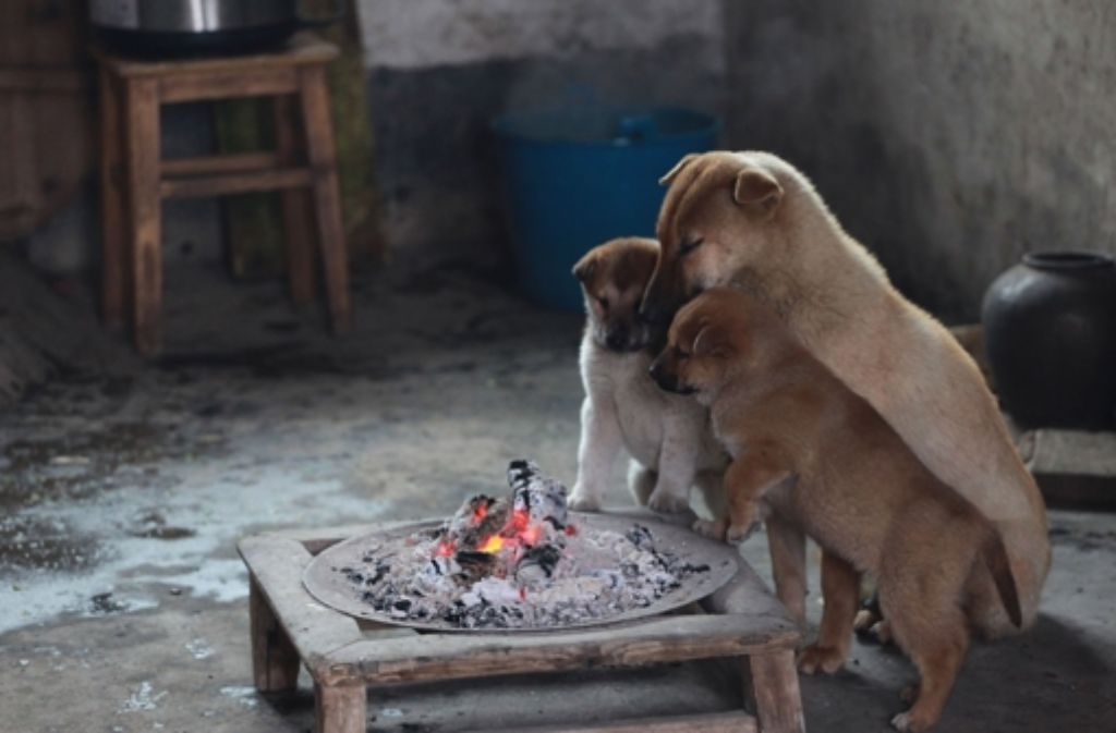 Hunde in China Schön frisiert statt schön frittiert Panorama