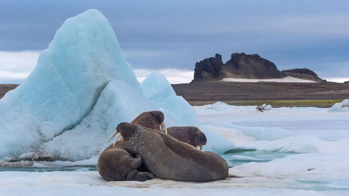 Reisen im Nordpolarmeer: Eiskalt und traumhaft schön  – die Barentssee
