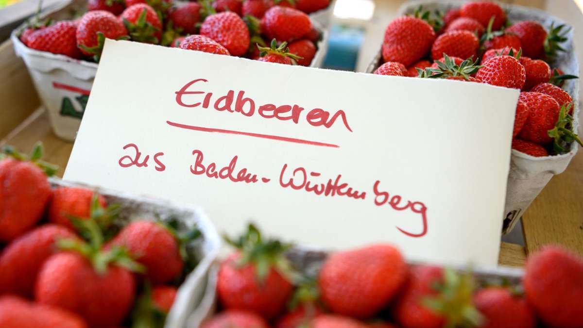 Ernte in Baden-Württemberg: Deshalb sind Erdbeeren jetzt billiger
