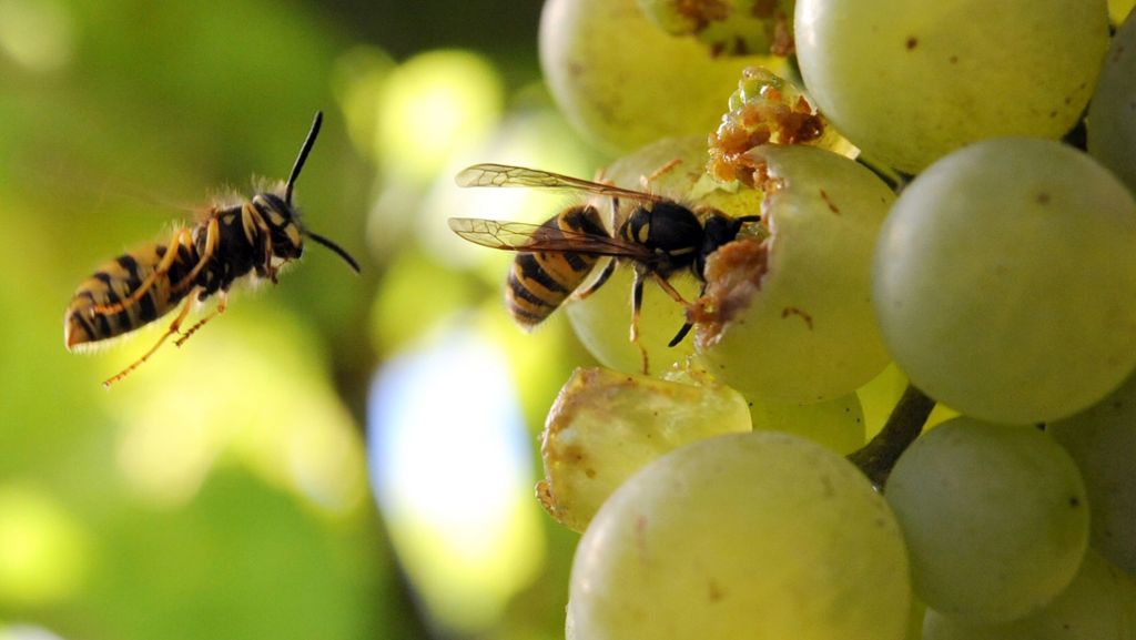 Sommer in Deutschland: Droht dieses Jahr eine Wespen-Plage?