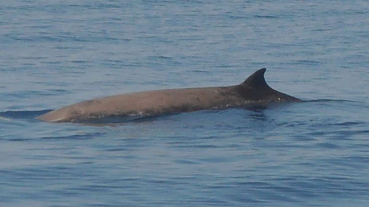 So tief können Tiere tauchen: Wal mit Rekord-Tauchgang