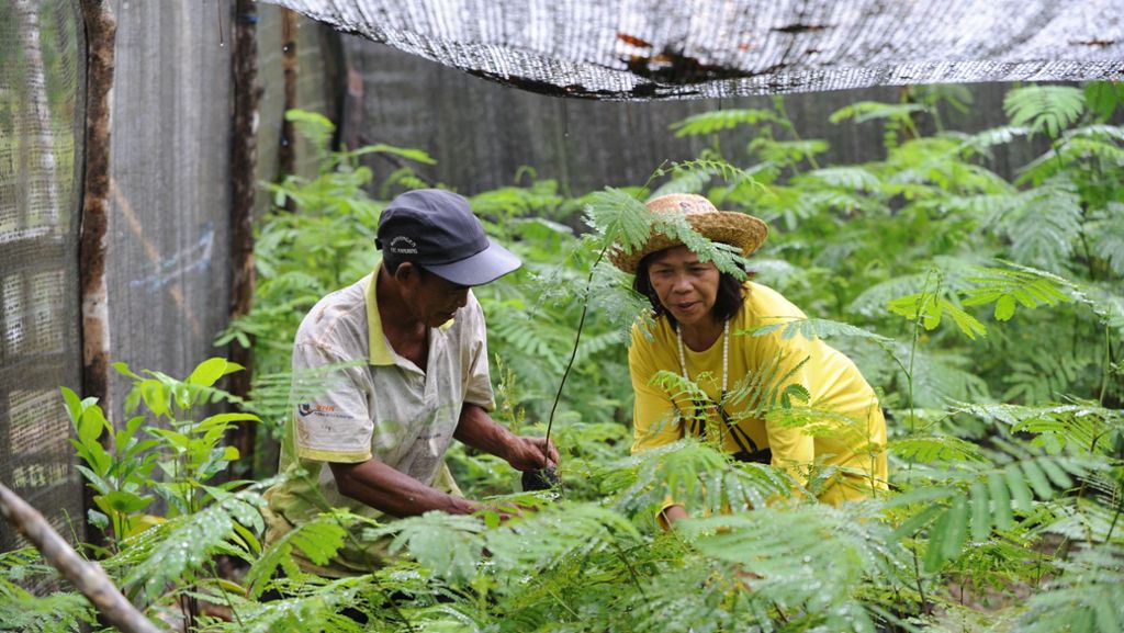 Regenwald in Borneo: Stuttgarter Organisation will eine Million Bäume pflanzen