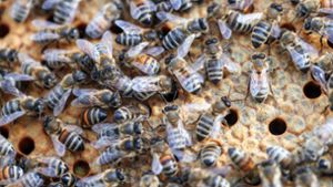 Zehntausende Bienen sorgen für Tohuwabohu auf B463